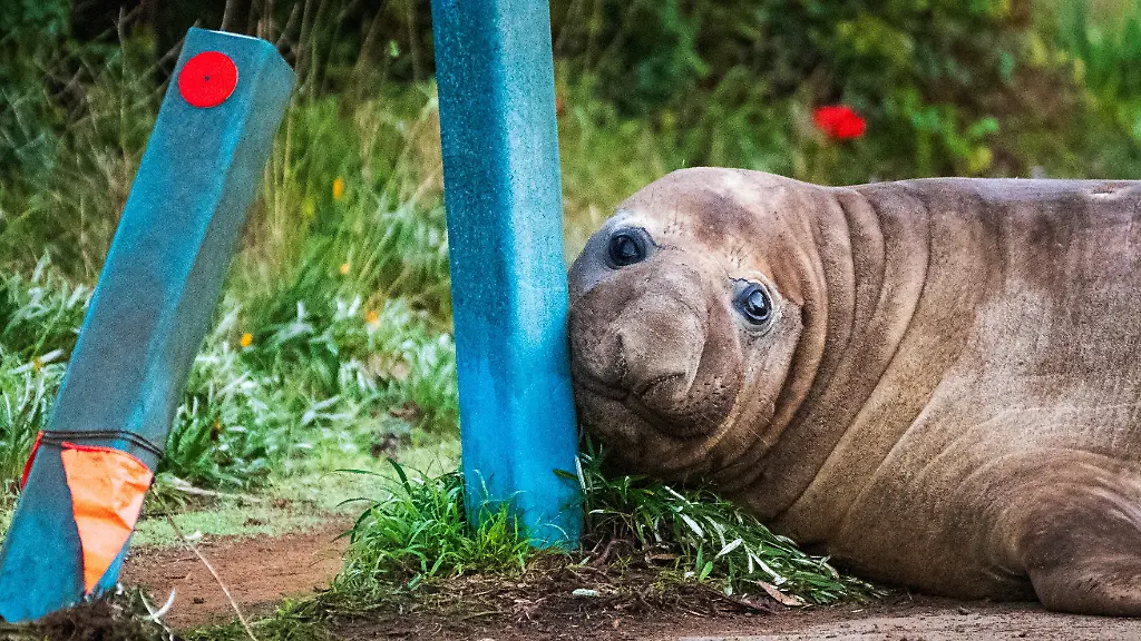See-Elefant Neil gefährdet durch Fan-Liebe