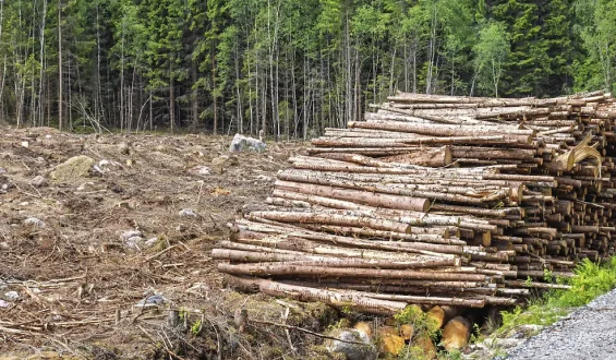 EU-Verordnung zum Waldschutz: Änderungen und Kritik
