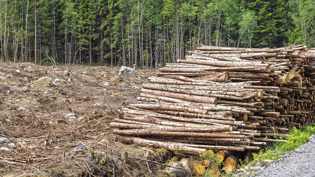 EU-Verordnung zum Waldschutz: Änderungen und Kritik