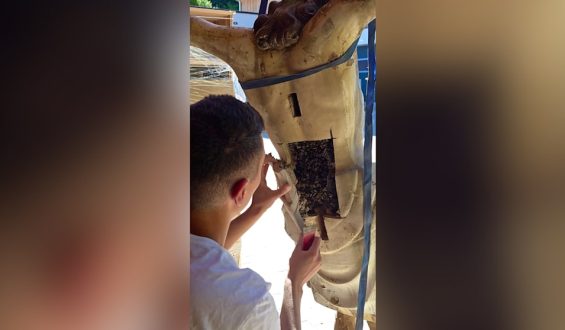 Ungewöhnliche Entdeckung: Bienenvolk bezieht Jesus-Kruzifix