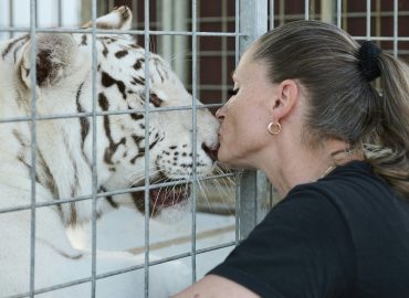 Wie die „Tigerkönigin“ ihre Gefährten verlor