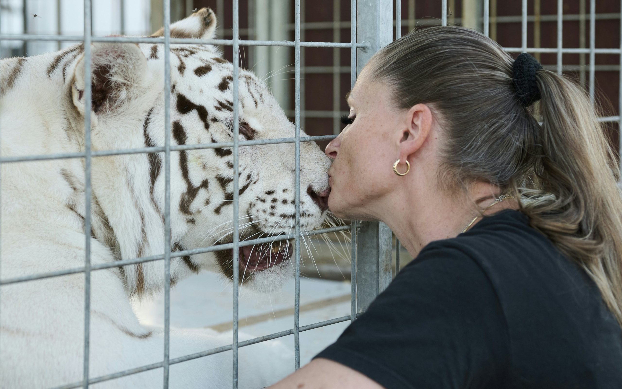 Wie die „Tigerkönigin“ ihre Gefährten verlor