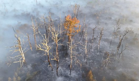 Waldbrände in Südeuropa: Gesundheitsgefährdung durch Rauch