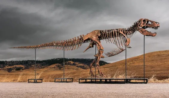 T-Rex ‚Gus‘ stellt neuen Auktionsrekord auf