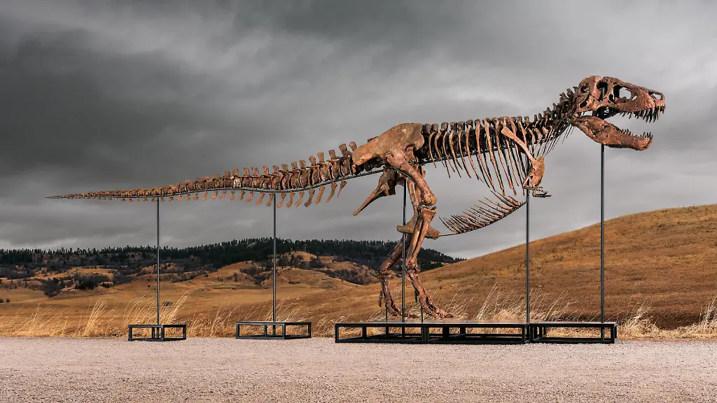 T-Rex ‘Gus’ stellt neuen Auktionsrekord auf