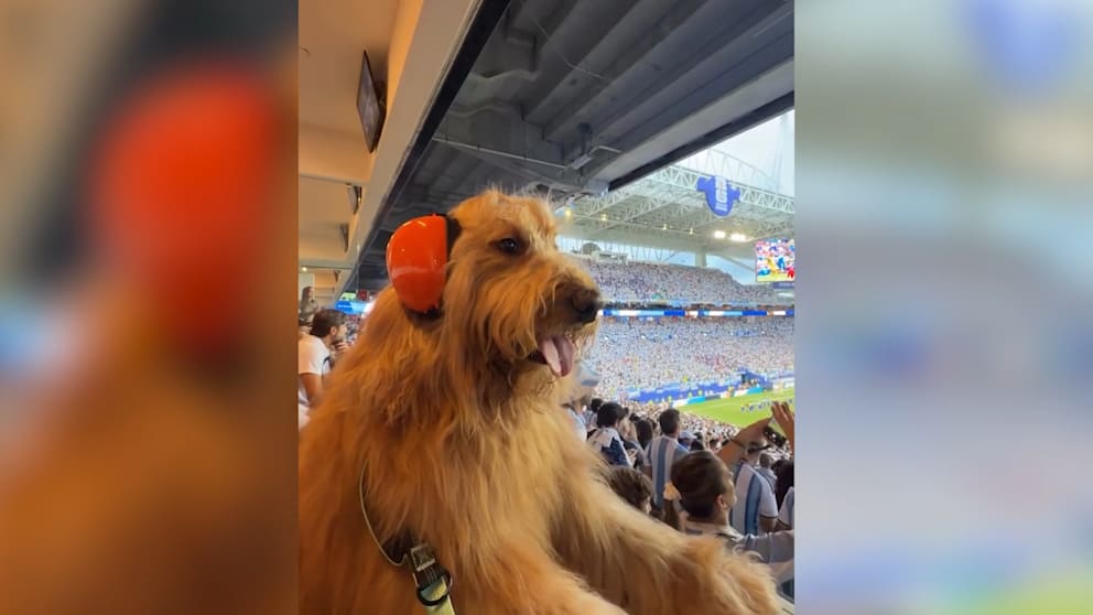 Haariger Star-Gast begeistert im Miami Stadium