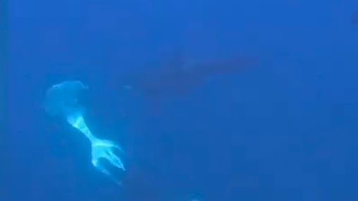 Orcas und ihr Jagdverhalten: Ein Rätsel der Natur