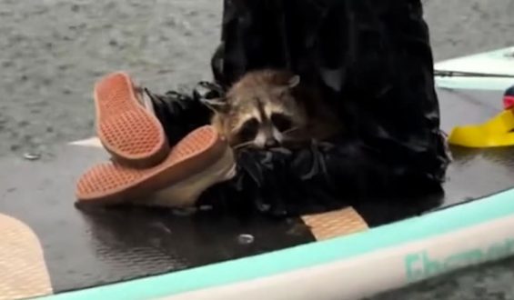 Waschbär überrascht Paddler in Austin