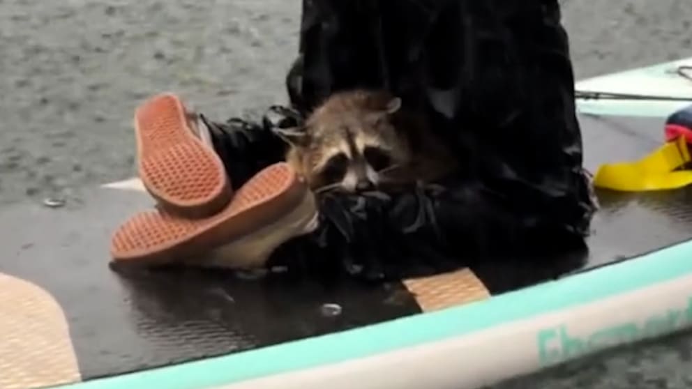 Waschbär überrascht Paddler in Austin