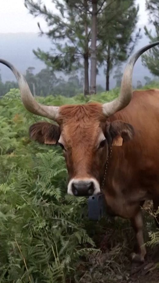 Tiere als effektive Helfer bei der Waldbrandbekämpfung