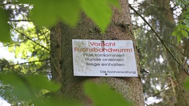 Gefahr durch Fuchsbandwurm-Infektion