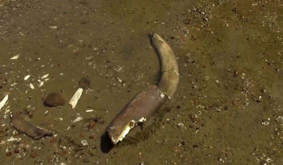 Mammut-Fund bei Niedrigwasser in der Donau