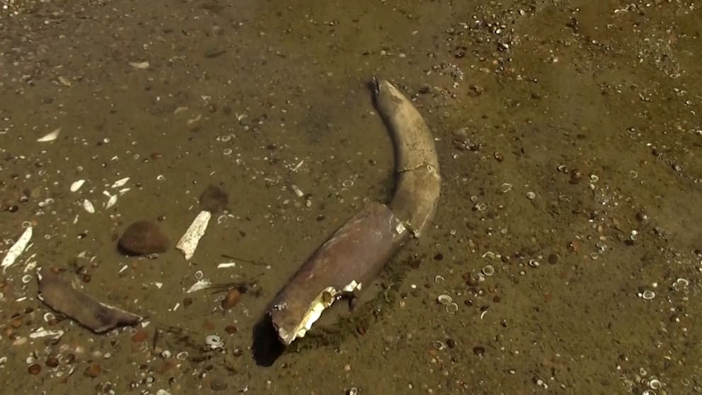 Mammut-Fund bei Niedrigwasser in der Donau