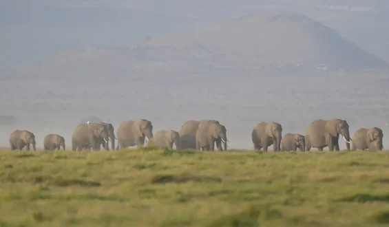 Vergiftete Tomaten führen zu Tod von 15 Elefanten in Kenia