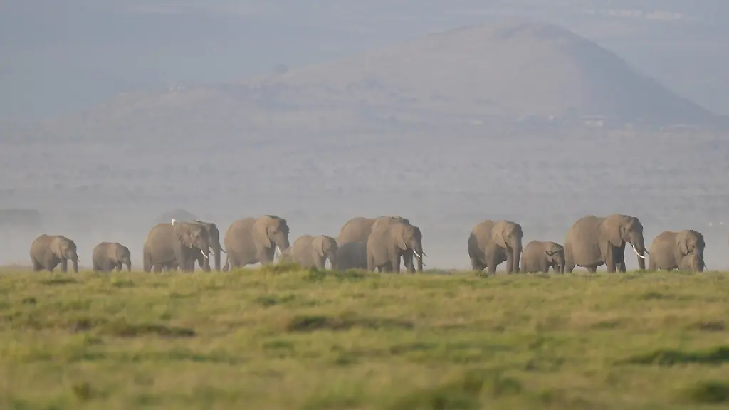 Vergiftete Tomaten führen zu Tod von 15 Elefanten in Kenia