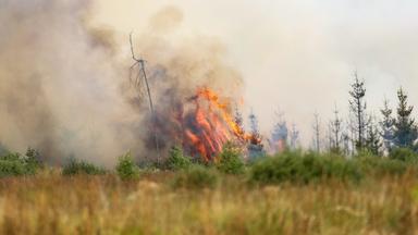 Waldbrände in Deutschland und Belgien: Aktuelle Entwicklungen