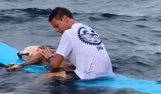 Surflehrer bestattet verstorbenen Hund im Meer