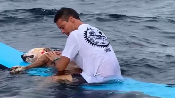 Surflehrer bestattet verstorbenen Hund im Meer