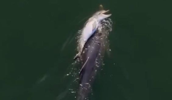 Trauernde Delfin-Mutter trägt verstorbenes Kalb durchs Meer