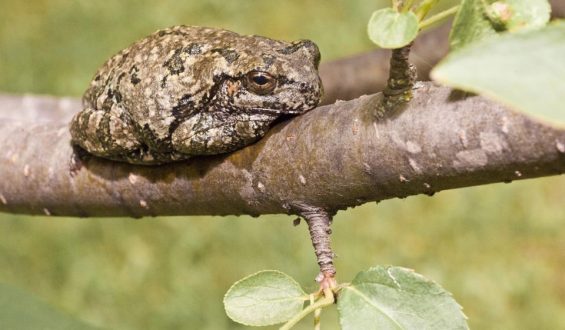 Entscheidungs-Überlastung bei Laubfröschen