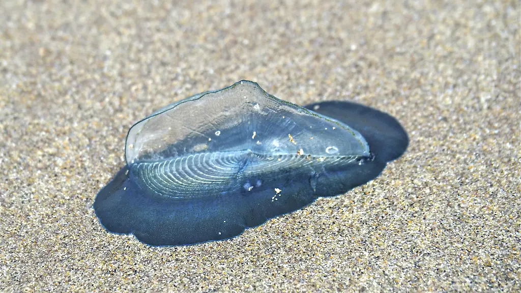 Subtropische Segelqualle an deutschen Stränden gesehen