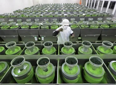 Matcha-Boom treibt Japans Lebensmittelexporte auf Rekordhoch