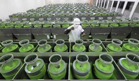 Matcha-Boom treibt Japans Lebensmittelexporte auf Rekordhoch