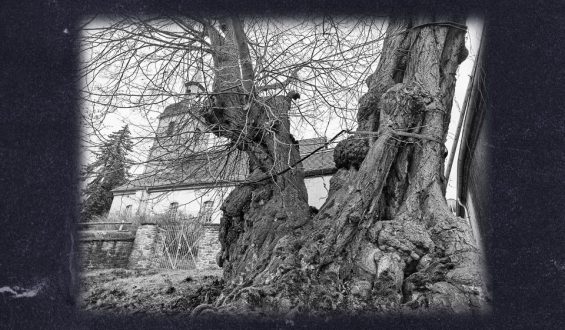 Winterlinde in Großpörthen: Ein faszinierendes Naturdenkmal