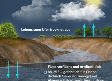 Niedrigwasser in deutschen Flüssen: Auswirkungen und Reaktionen
