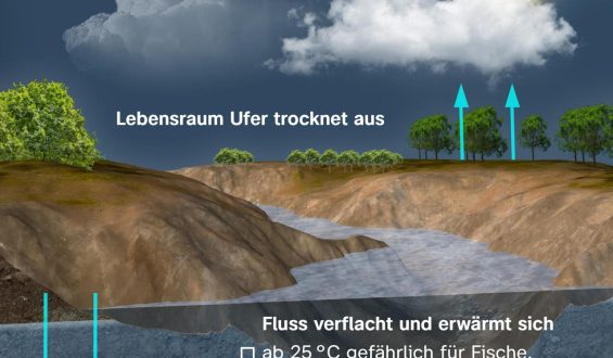 Niedrigwasser in deutschen Flüssen: Auswirkungen und Reaktionen