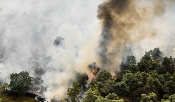 Waldbrand an niederländisch-deutscher Grenze wächst rasant