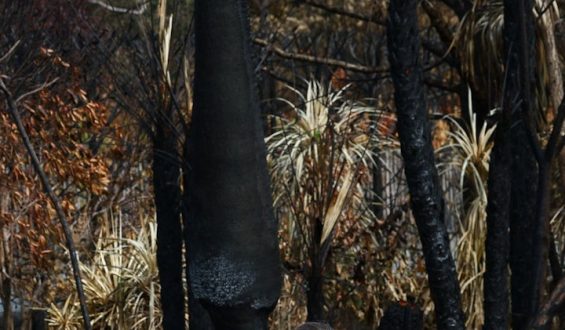 Rückkehr ins Nichts: Waldbrände in Südeuropa