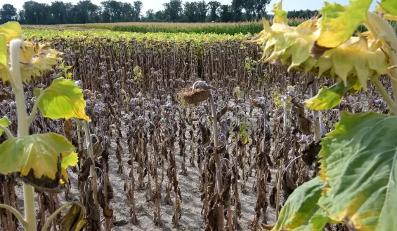 Rekordhitze in Österreich verursacht Ernteausfälle