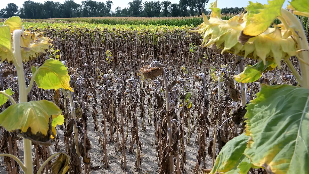 Rekordhitze in Österreich verursacht Ernteausfälle