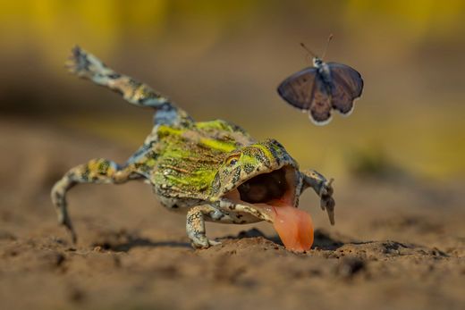 Wildlife-Fotografien aus der ganzen Welt