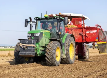 Kartoffelernte durch Dürre stark beeinträchtigt