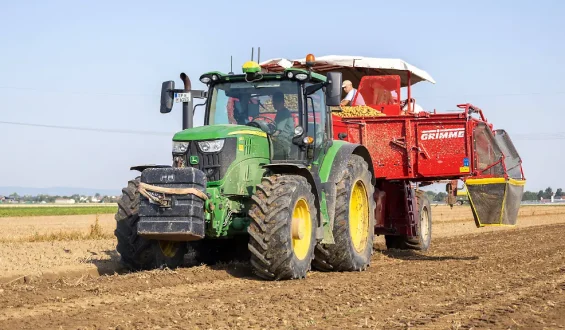 Kartoffelernte durch Dürre stark beeinträchtigt