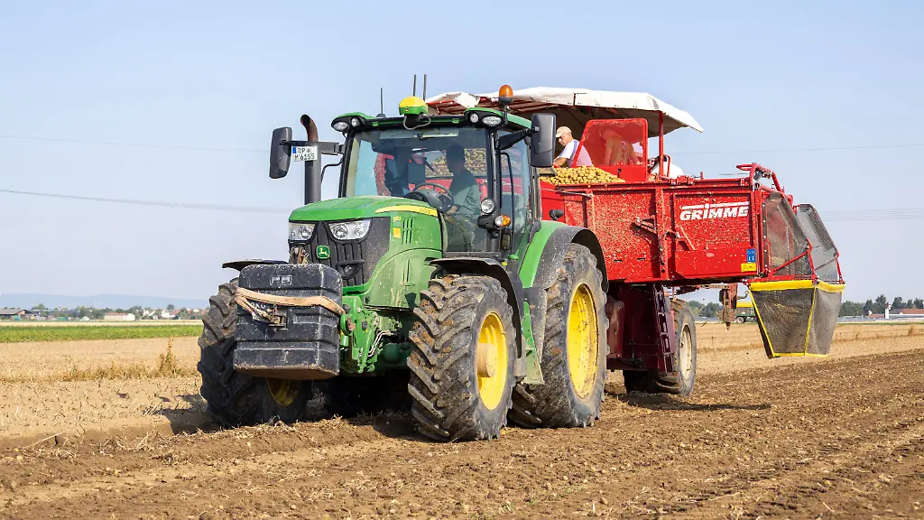 Kartoffelernte durch Dürre stark beeinträchtigt