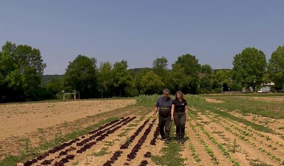 Trockenheit führt zu Ernteausfällen: Probleme auf den Feldern