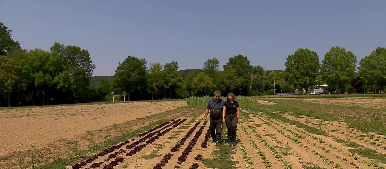 Trockenheit führt zu Ernteausfällen: Probleme auf den Feldern