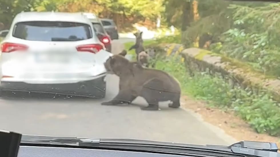 Weitere Bärenangriffe in Rumänien sorgen für Besorgnis