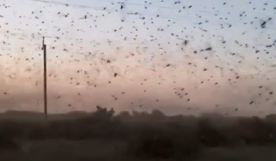 Heuschrecken-Invasion im Süden Russlands