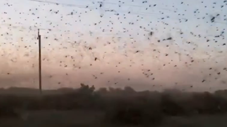 Heuschrecken-Invasion im Süden Russlands