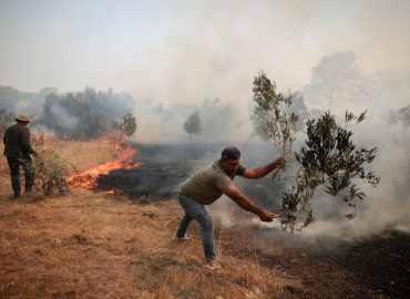 Wald- und Buschbrände in Griechenland und anderen Teilen der Welt