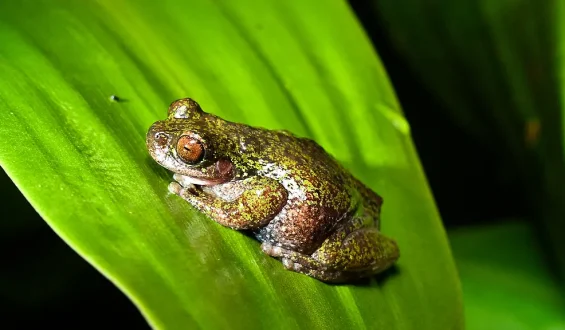 Nachtaktiver und winziger Kaffeefrosch entdeckt