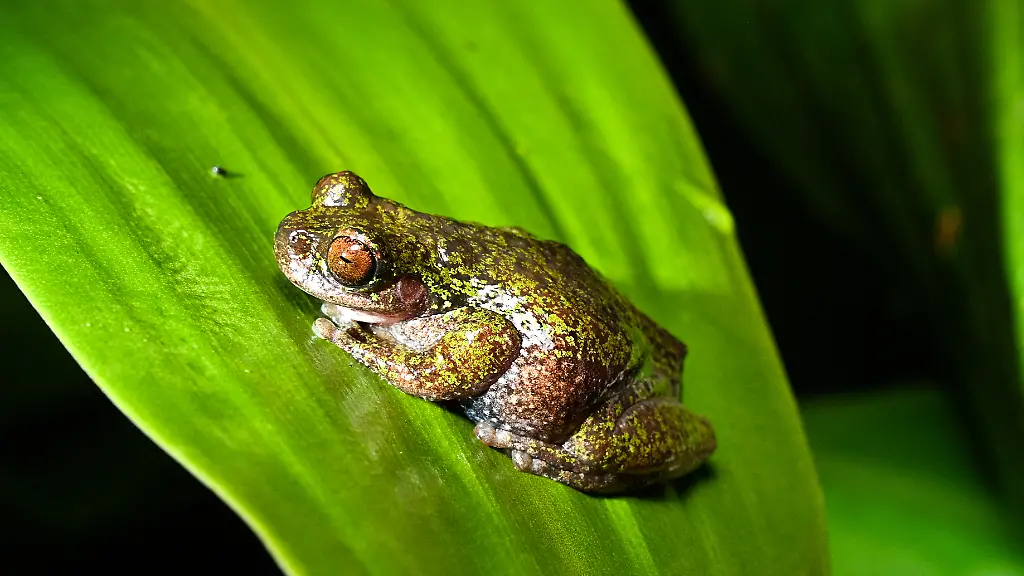 Nachtaktiver und winziger Kaffeefrosch entdeckt
