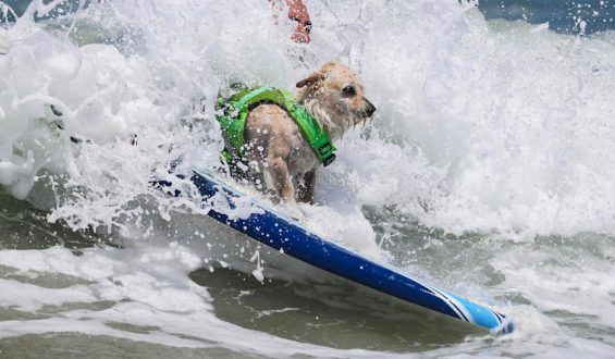 Tierisch gut: Surf-Sensation auf vier Pfoten