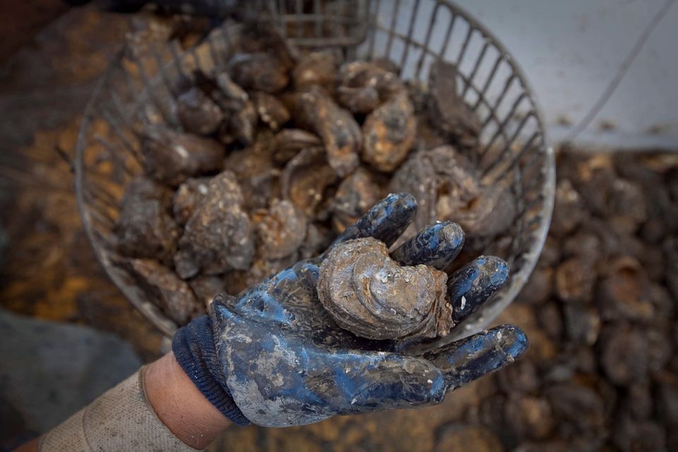 Austerndiebstahl in Australien: Muscheln im Wert von 215.000 Euro gestohlen