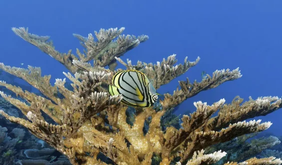 Anzeichen einer Erholung: Sommermonsun rettet Great Barrier Reef vor Korallenbleiche