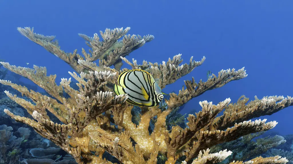 Anzeichen einer Erholung: Sommermonsun rettet Great Barrier Reef vor Korallenbleiche
